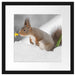 Eichhörnchen im Schnee Passepartout Quadratisch 40x40