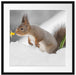 Eichhörnchen im Schnee Passepartout Quadratisch 55x55