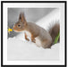 Eichhörnchen im Schnee Passepartout Quadratisch 70x70