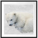 Eisbär im Schnee Passepartout Quadratisch 70x70