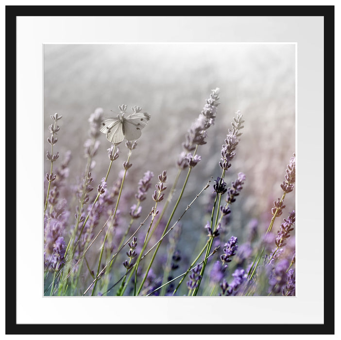 Schmetterlinge auf Lavendelblumen Passepartout Quadratisch 55x55