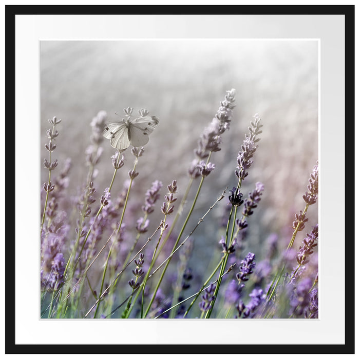 Schmetterlinge auf Lavendelblumen Passepartout Quadratisch 70x70