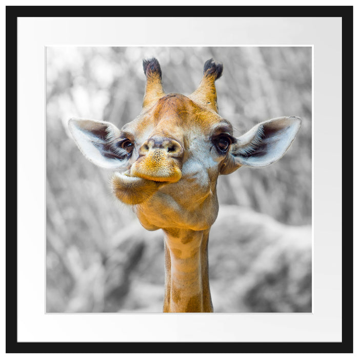 Giraffe in der Natur Passepartout Quadratisch 55x55