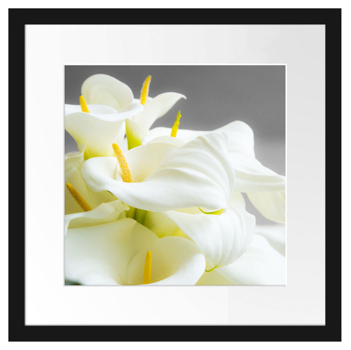 Wunderschöne weiße Calla Lilien Passepartout Quadratisch 40x40