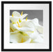 Wunderschöne weiße Calla Lilien Passepartout Quadratisch 40x40