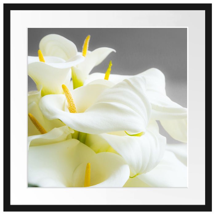 Wunderschöne weiße Calla Lilien Passepartout Quadratisch 55x55