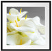 Wunderschöne weiße Calla Lilien Passepartout Quadratisch 55x55