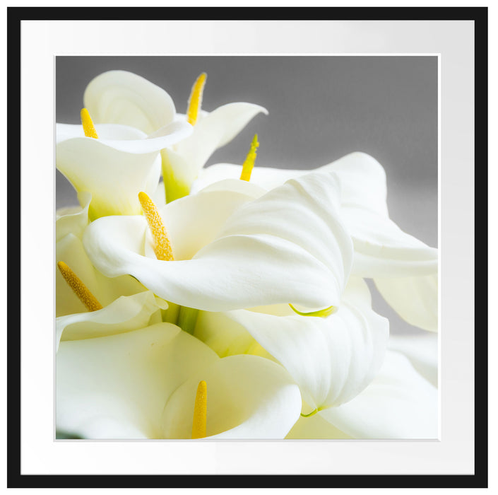 Wunderschöne weiße Calla Lilien Passepartout Quadratisch 70x70