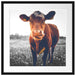 Kuh auf Butterblumenwiese Passepartout Quadratisch 55x55