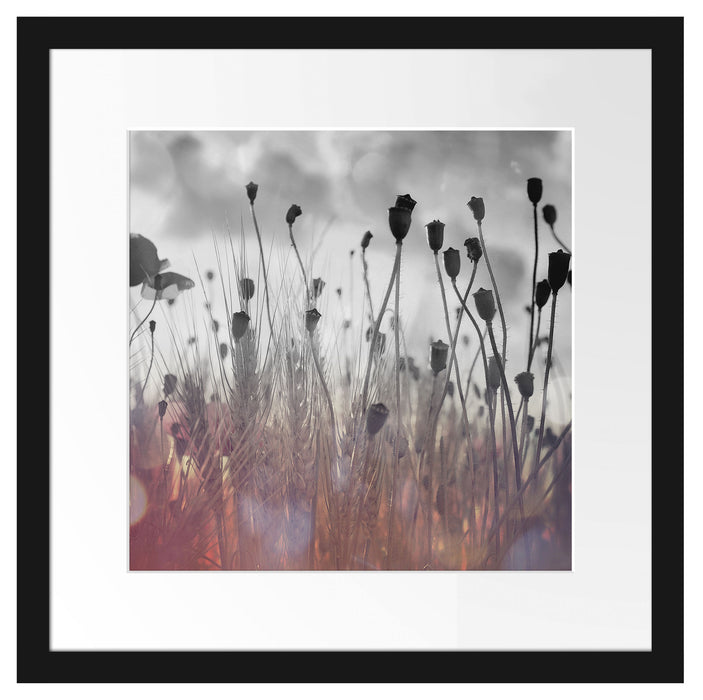 Mohn im Weizenfeld Passepartout Quadratisch 40x40