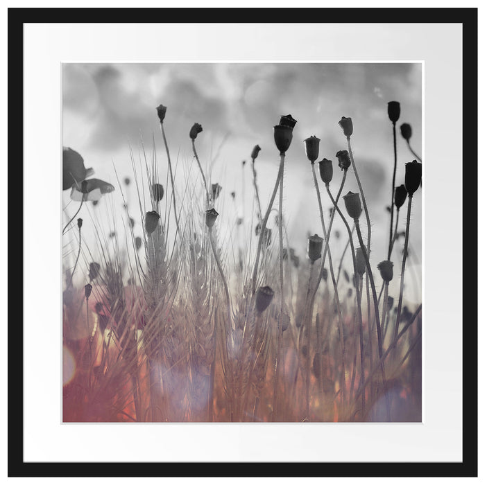 Mohn im Weizenfeld Passepartout Quadratisch 55x55
