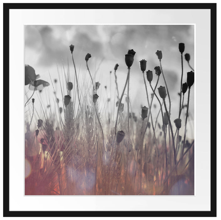 Mohn im Weizenfeld Passepartout Quadratisch 70x70