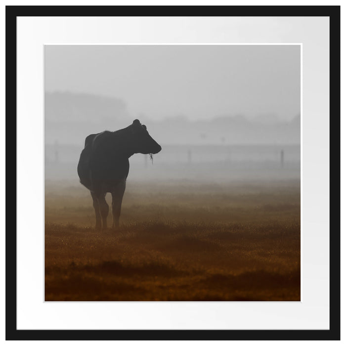 eine fressende Kuh auf der Weide Passepartout Quadratisch 55x55