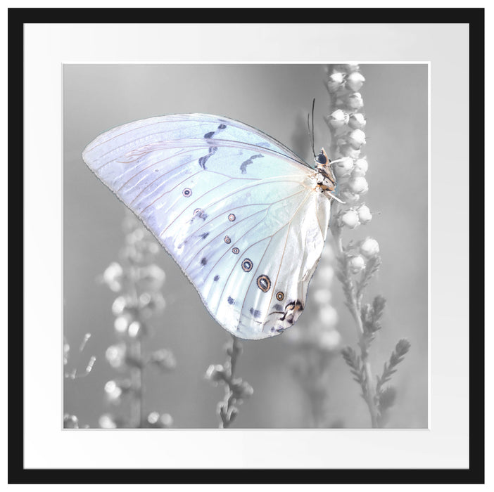 Schmetterling auf Blütenknospen Passepartout Quadratisch 55x55