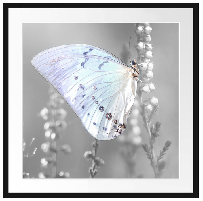 Schmetterling auf Blütenknospen Passepartout Quadratisch 70x70