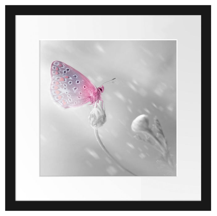 Schmetterling auf Blütenknospen Passepartout Quadratisch 40x40