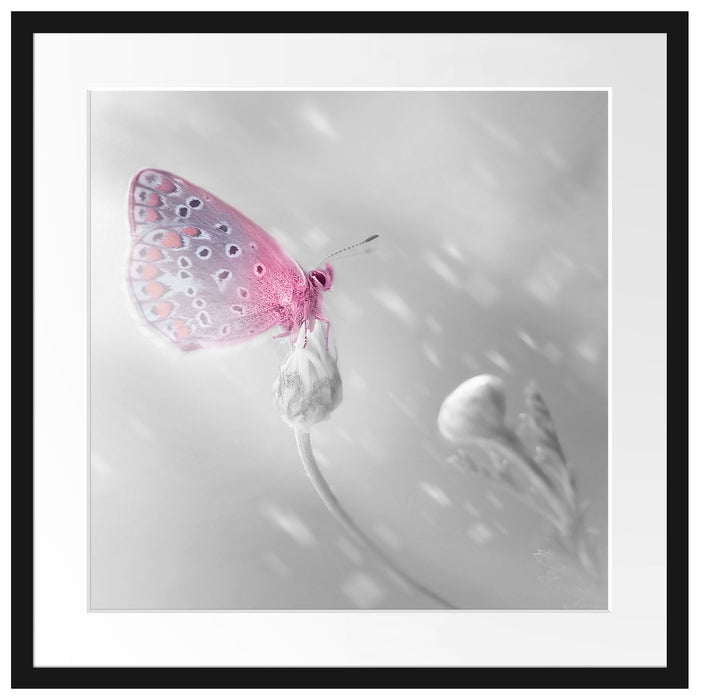 Schmetterling auf Blütenknospen Passepartout Quadratisch 55x55