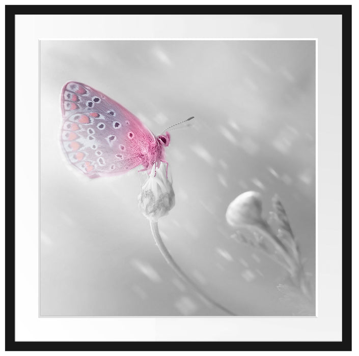 Schmetterling auf Blütenknospen Passepartout Quadratisch 70x70