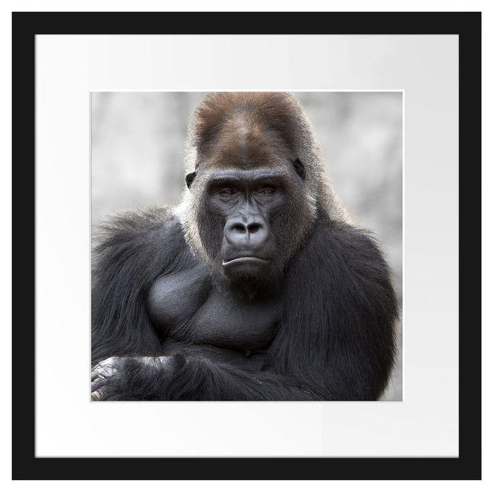 gelangweilter Gorilla Passepartout Quadratisch 40x40