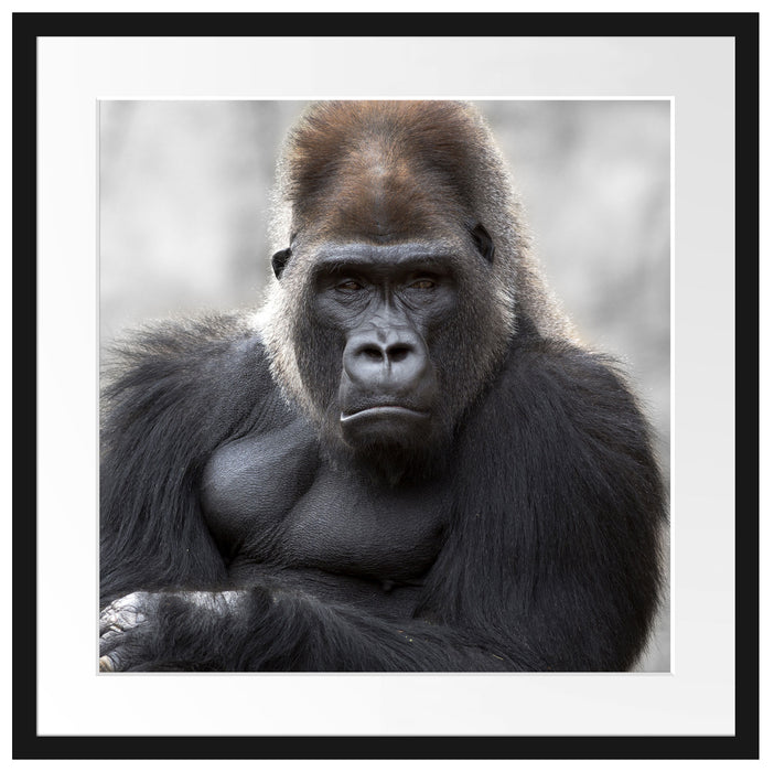 gelangweilter Gorilla Passepartout Quadratisch 55x55