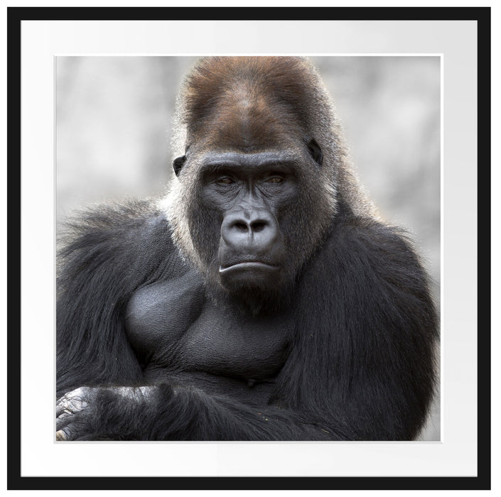 gelangweilter Gorilla Passepartout Quadratisch 70x70