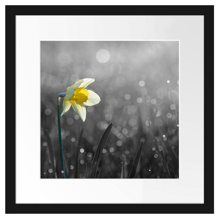 Narzissenblume in der Morgensonne Passepartout Quadratisch 40x40