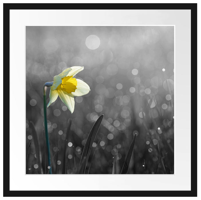 Narzissenblume in der Morgensonne Passepartout Quadratisch 55x55