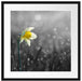 Narzissenblume in der Morgensonne Passepartout Quadratisch 55x55