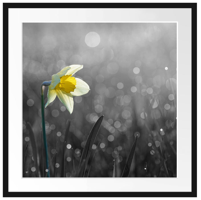 Narzissenblume in der Morgensonne Passepartout Quadratisch 70x70