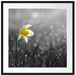 Narzissenblume in der Morgensonne Passepartout Quadratisch 70x70