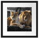 interessiertes Löwenpaar Passepartout Quadratisch 40x40