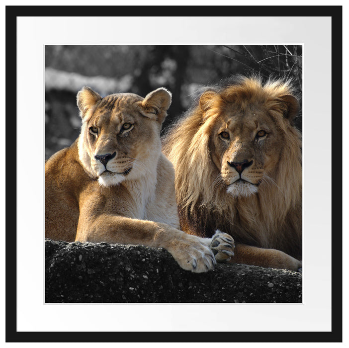 interessiertes Löwenpaar Passepartout Quadratisch 55x55