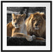 interessiertes Löwenpaar Passepartout Quadratisch 55x55