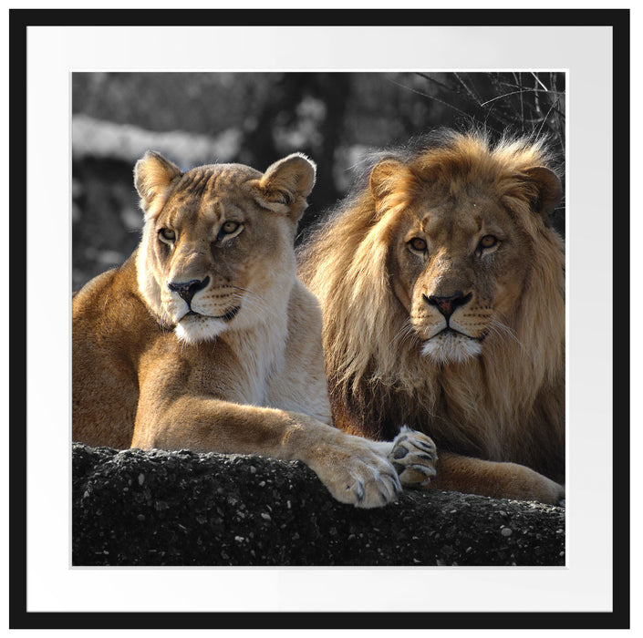interessiertes Löwenpaar Passepartout Quadratisch 70x70