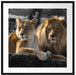 interessiertes Löwenpaar Passepartout Quadratisch 70x70