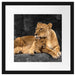 Löwe Löwenjungen Passepartout Quadratisch 40x40