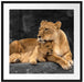 Löwe Löwenjungen Passepartout Quadratisch 70x70