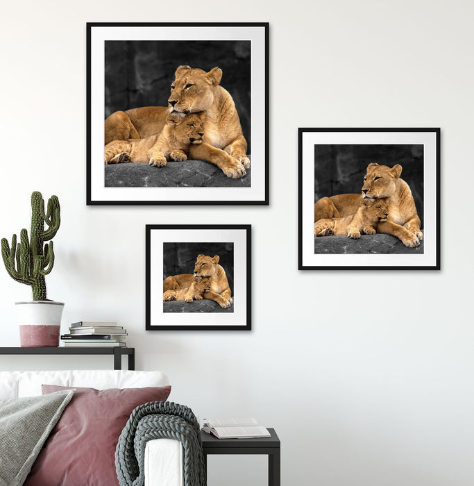 Löwe Löwenjungen Quadratisch Passepartout Wohnzimmer