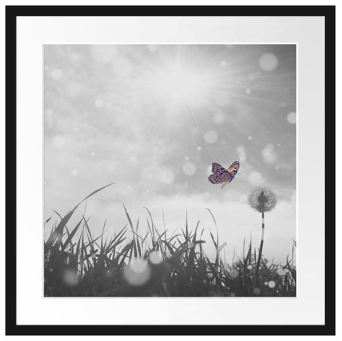 Schmetterling fliegt zu Pusteblume Passepartout Quadratisch 55x55