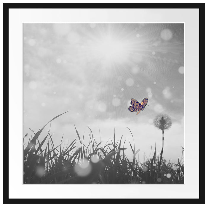 Schmetterling fliegt zu Pusteblume Passepartout Quadratisch 70x70
