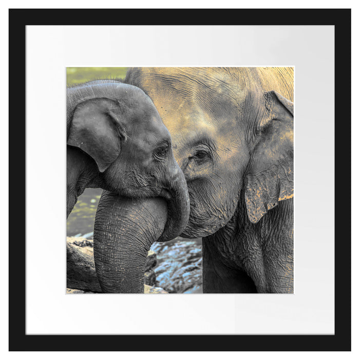 Elefantenmutter mit Kalb Passepartout Quadratisch 40x40