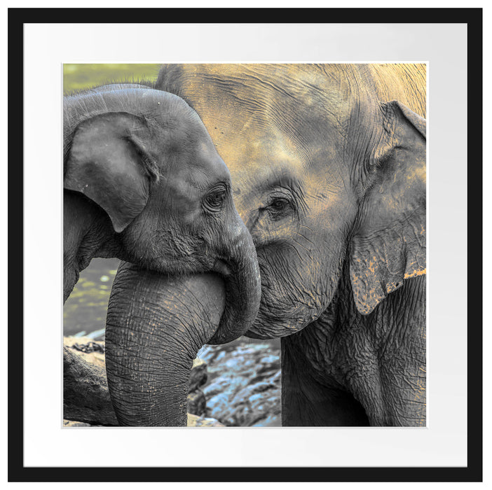 Elefantenmutter mit Kalb Passepartout Quadratisch 55x55