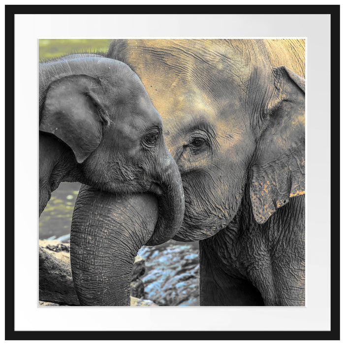 Elefantenmutter mit Kalb Passepartout Quadratisch 70x70