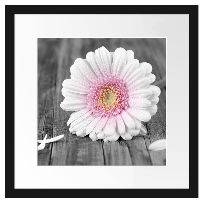 pinke Gerbera auf rustikalem Boden Passepartout Quadratisch 40x40