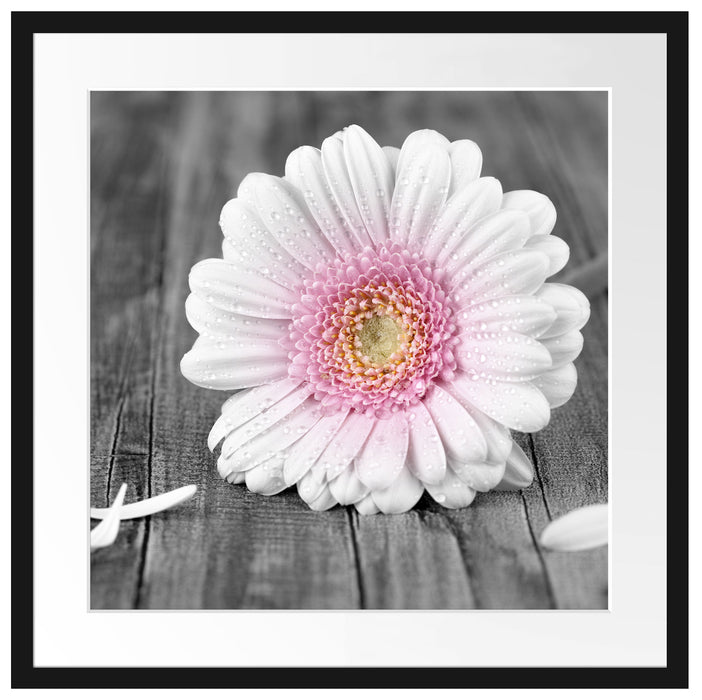 pinke Gerbera auf rustikalem Boden Passepartout Quadratisch 55x55
