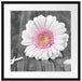 pinke Gerbera auf rustikalem Boden Passepartout Quadratisch 55x55