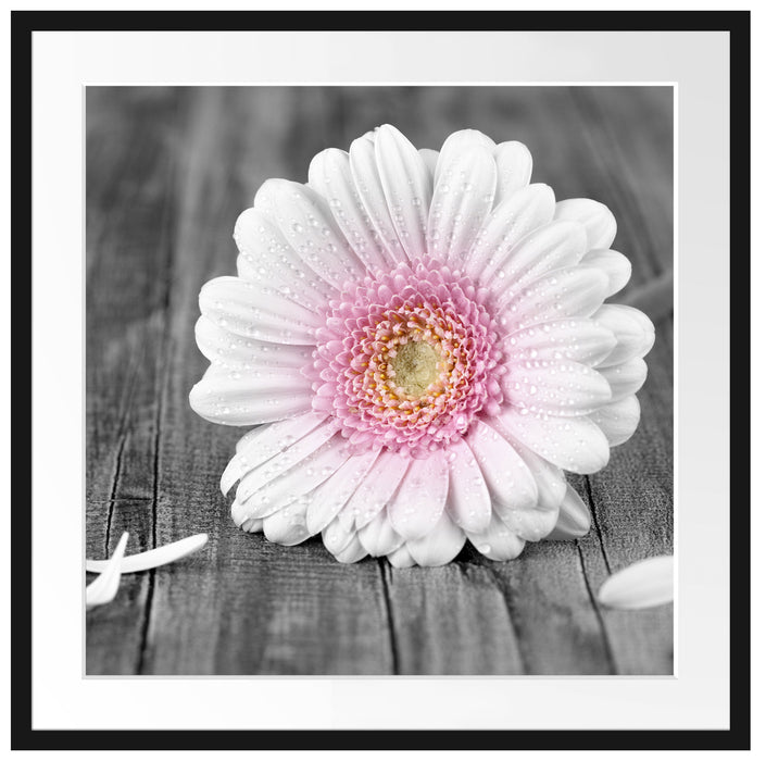pinke Gerbera auf rustikalem Boden Passepartout Quadratisch 70x70