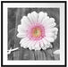 pinke Gerbera auf rustikalem Boden Passepartout Quadratisch 70x70