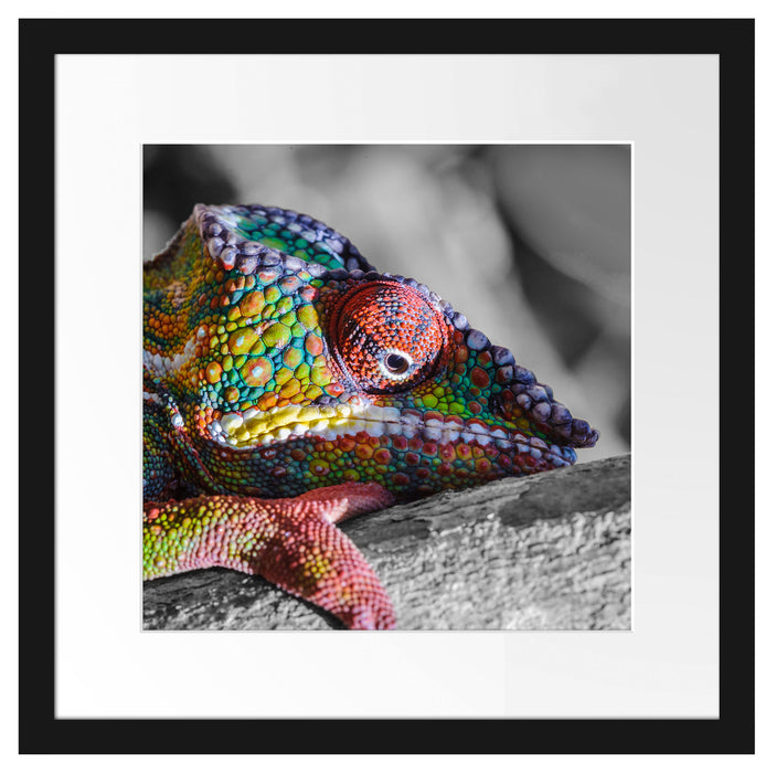 Chamäleon aus Madagaskar Passepartout Quadratisch 40x40