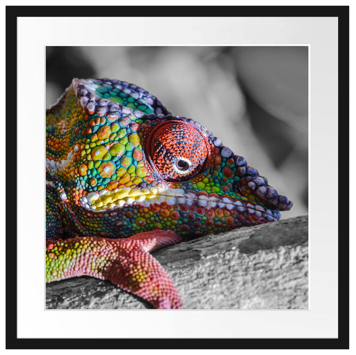 Chamäleon aus Madagaskar Passepartout Quadratisch 55x55
